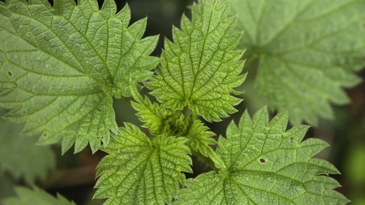 Detailed macro shot of green stinging nettle leaves with spiky edges.
